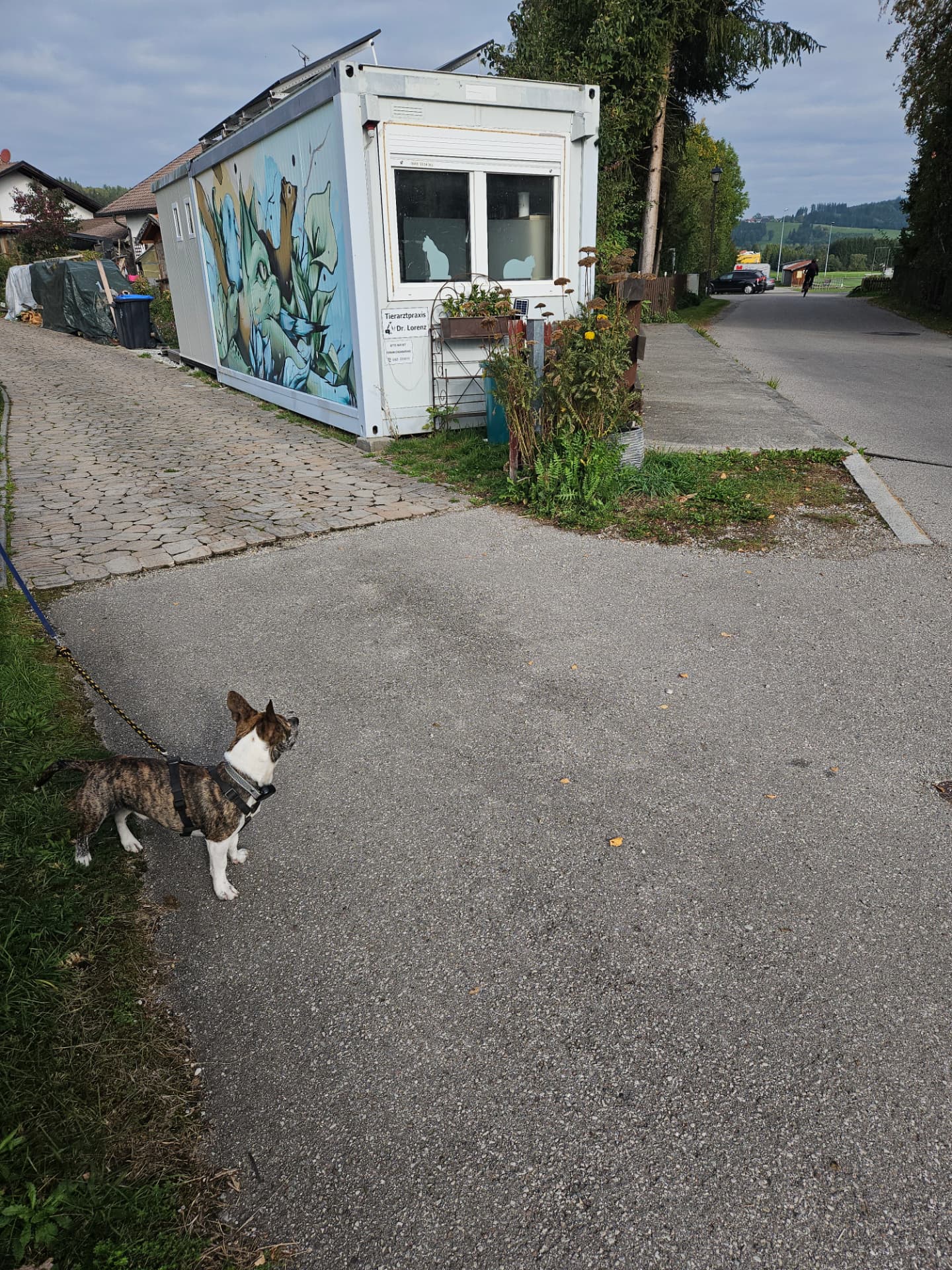 Ein Hund blickt zur Tierarztpraxis von Dr. Astrid Lorenz mit ihrer bunten Tierwand in Bernbeuren